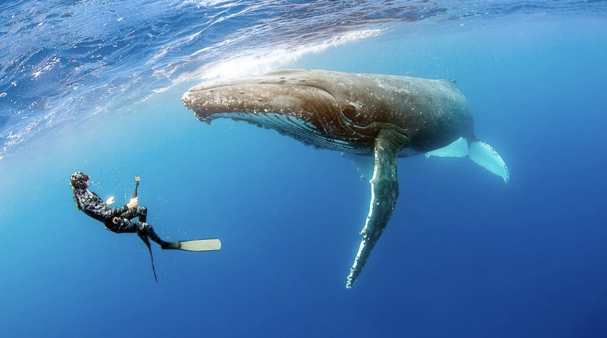 swimming with humpback whales